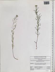 Dontostemon micranthus C. A. Mey., Siberia, Altai & Sayany Mountains (S2) (Russia)