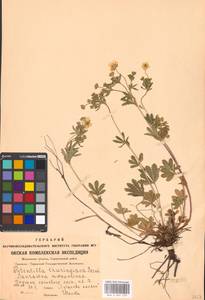 Potentilla thuringiaca Bernh. ex Link, Eastern Europe, Moscow region (E4a) (Russia)