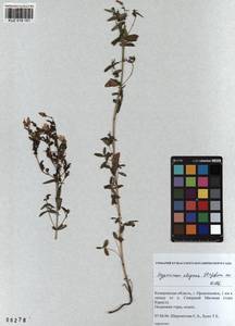 KUZ 018 151, Hypericum elegans Steph. ex Willd., Siberia, Altai & Sayany Mountains (S2) (Russia)