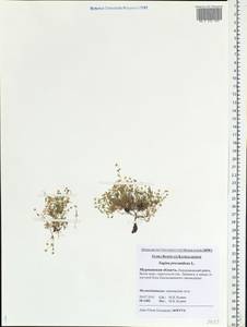 Sagina procumbens, Eastern Europe, Northern region (E1) (Russia)