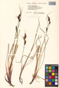 Carex gmelinii Hook. & Arn., Siberia, Russian Far East (S6) (Russia)