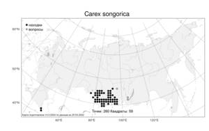 Carex songorica Kar. & Kir., Atlas of the Russian Flora (FLORUS) (Russia)