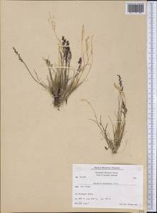 Agrostis mertensii Trin., America (AMER) (Greenland)