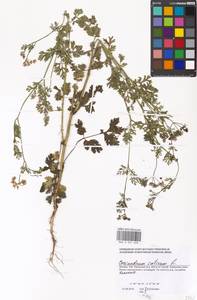 Coriandrum sativum L., Eastern Europe, Moscow region (E4a) (Russia)