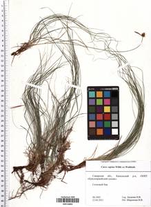 Carex supina Willd. ex Wahlenb., Eastern Europe, Middle Volga region (E8) (Russia)