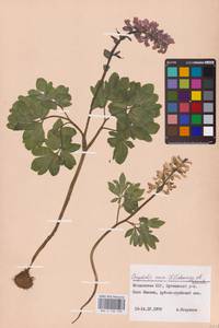 Corydalis cava (L.) Schweigg. & Körte, Eastern Europe, Moldova (E13a) (Moldova)
