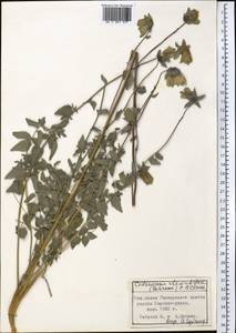 Codonopsis clematidea (Schrenk) C.B.Clarke, Middle Asia, Pamir & Pamiro-Alai (M2) (Tajikistan)