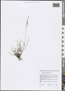 Festuca richardsonii Hook., Siberia, Western Siberia (S1) (Russia)