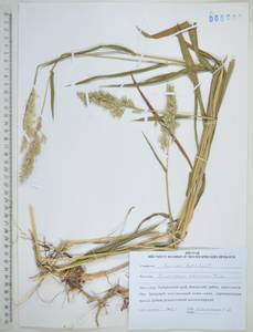 Spodiopogon sibiricus Trin., Siberia, Russian Far East (S6) (Russia)