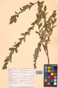 Salix myrtilloides L., Siberia, Russian Far East (S6) (Russia)