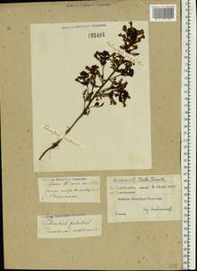 Pedicularis palustris L., Eastern Europe, Eastern region (E10) (Russia)