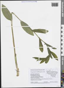 Polygonatum multiflorum (L.) All., Eastern Europe, Central region (E4) (Russia)