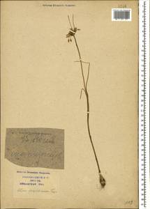 Allium flavum subsp. tauricum (Besser ex Rchb.) K.Richt., Caucasus, Krasnodar Krai & Adygea (K1a) (Russia)
