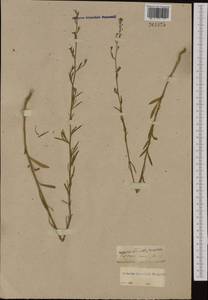 Lepidium graminifolium L., Western Europe (EUR) (Belgium)