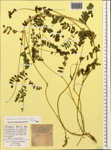 Astragalus brachytropis (Stev.) C. A. Mey., Caucasus, Krasnodar Krai & Adygea (K1a) (Russia)