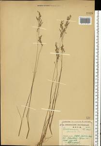 Avenella flexuosa (L.) Drejer, Eastern Europe, Northern region (E1) (Russia)