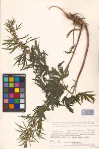 MHA 0 154 622, Leonurus glaucescens Bunge, Eastern Europe, Lower Volga region (E9) (Russia)