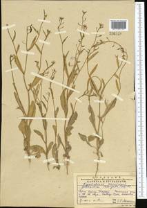 Goldbachia laevigata (M. Bieb.) DC., Middle Asia, Western Tian Shan & Karatau (M3) (Kazakhstan)