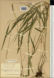 Brachypodium sylvaticum (Huds.) P.Beauv., Eastern Europe, Eastern region (E10) (Russia)