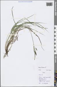 Carex limosa L., Eastern Europe, Moscow region (E4a) (Russia)