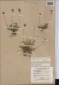 Thrincia saxatilis (Lam.) Holub & Moravec, America (AMER) (Canada)