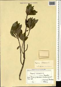 Daphne mezereum L., Caucasus, Georgia (K4) (Georgia)