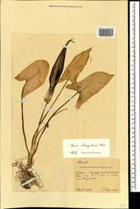 Arum orientale subsp. orientale, Crimea (KRYM) (Russia)