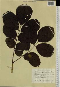 Fraxinus chinensis subsp. rhynchophylla (Hance) A.E.Murray, Siberia, Russian Far East (S6) (Russia)