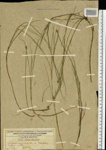 Carex chordorrhiza L.f., Eastern Europe, Volga-Kama region (E7) (Russia)