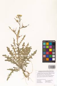Sterigmostemum caspicum (Lam.) Kuntze, Eastern Europe, Lower Volga region (E9) (Russia)