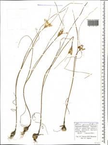 Allium paniculatum L., Caucasus, Stavropol Krai, Karachay-Cherkessia & Kabardino-Balkaria (K1b) (Russia)