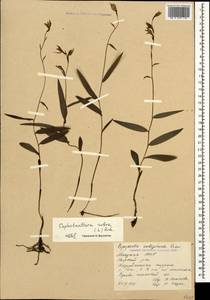 Cephalanthera rubra (L.) Rich., Caucasus, Abkhazia (K4a) (Abkhazia)