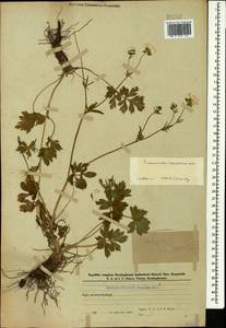Ranunculus caucasicus M. Bieb., Caucasus, Azerbaijan (K6) (Azerbaijan)