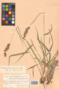 Calamagrostis korotkyi Litv., Siberia, Russian Far East (S6) (Russia)