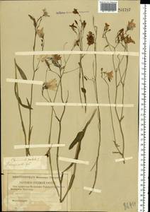 Campanula patula L., Eastern Europe, Central forest region (E5) (Russia)