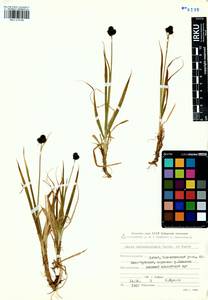 Carex melanocephala Turcz., Siberia, Altai & Sayany Mountains (S2) (Russia)