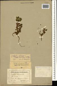 Euphorbia helioscopia subsp. helioscopia, Caucasus, Stavropol Krai, Karachay-Cherkessia & Kabardino-Balkaria (K1b) (Russia)