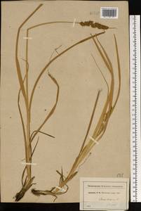 Carex vulpina L., Eastern Europe, Moscow region (E4a) (Russia)