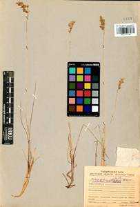 Anthoxanthum monticola (Bigelow) Veldkamp, Siberia, Baikal & Transbaikal region (S4) (Russia)