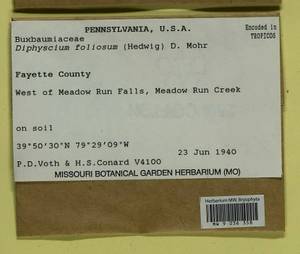 Diphyscium foliosum (Hedw.) D. Mohr, Bryophytes, Bryophytes - America (BAm) (United States)