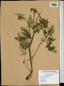 Daucus carota var. sativus Hoffm., Eastern Europe, Central region (E4) (Russia)