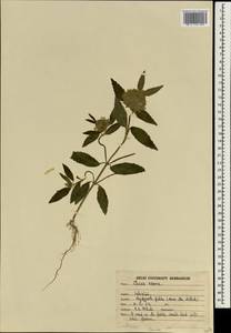 Leucas aspera (Willd.) Link, South Asia, South Asia (Asia outside ex-Soviet states and Mongolia) (ASIA) (India)