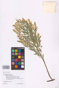 Genista tinctoria L., Eastern Europe, Central forest-and-steppe region (E6) (Russia)