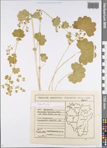 Alchemilla oligantha Juz., Eastern Europe, Eastern region (E10) (Russia)