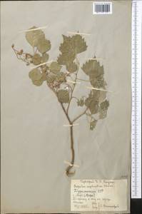 Populus euphratica Olivier, Middle Asia, Karakum (M6) (Turkmenistan)