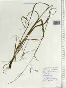 Lolium giganteum (L.) Darbysh., Eastern Europe, Belarus (E3a) (Belarus)