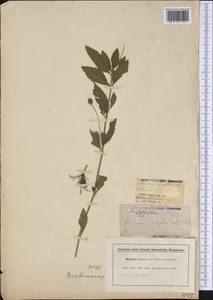 Phyla nodiflora (L.) Greene, America (AMER) (United States)