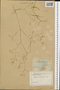 Stellaria graminea L., Eastern Europe, North-Western region (E2) (Russia)