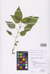 Circaea ×intermedia Ehrh., Eastern Europe, Central region (E4) (Russia)