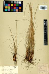 Carex myosuroides Vill., Siberia, Baikal & Transbaikal region (S4) (Russia)